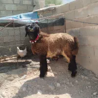 بره قوچی