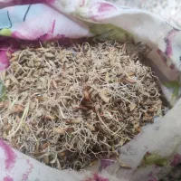 شلتوک بذری  به شرط