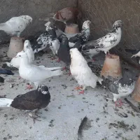 کبوتر تهرانی کاشونی پرشی سربری