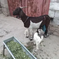 گوسفند مری بادوشنک