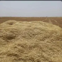 کاه گندم دیم