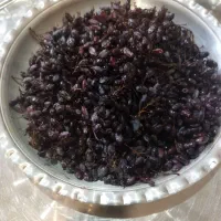 زرشک کوهی ابگیری