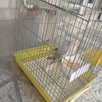 عروس هلندی یک تومن