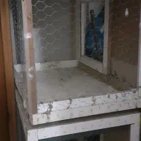 جفت خون کبوتر
