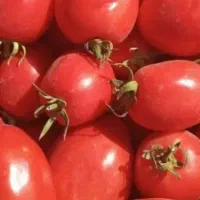 گوجه درجه یک مرند
