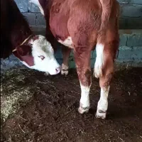 گوساله|حیوانات مزرعه|میاندوآب, |دیوار