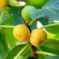 انجیر ۱۰۰ در ۱۰۰ ارگانیک