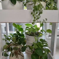 گل طبیعی و خاک گلدان