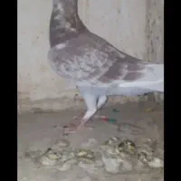کبوتر مگس