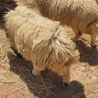 بره ماده