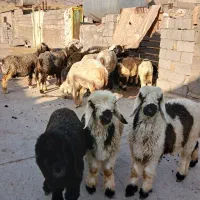 فروش میش و بره در خوزستان