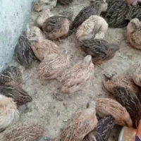 بلدرچین گوشتی