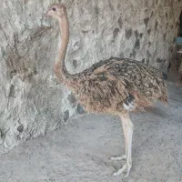 جوجه شتر مرغ