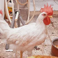 ۳عددجوجه رنگی چهرونیم ماهه