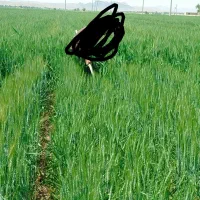 فروش فسیل نر ۱۰اعددو فسیل پا جوش شاهانی تعداد زیاد