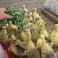 غاز تخمگذار و جوجه غاز و قوغاز