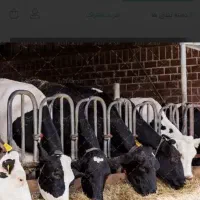 فروش گاوداری