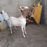 عمانی وارداتی