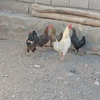 خروس|حیوانات مزرعه|سربیشه, |دیوار