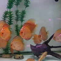 جشنواره ۲۰ درصدی اکواریوم پروانه