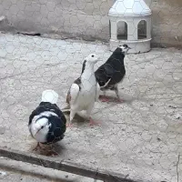جوجه فروشی کفتر خووب