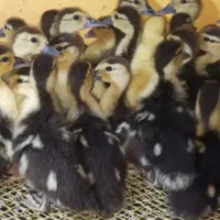 جوجه اردک اسرائیلی ومسکوی و روسی