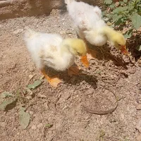 2 عدد غوقاز..3 عدد مرغ فروشی