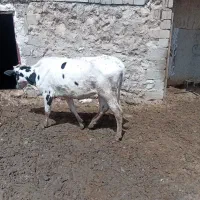 گاو زرد با گوساله  ماده