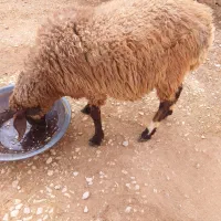 یک راس شک آبستن اول شکم یک ماهه