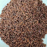 بذر لوبیا سبز