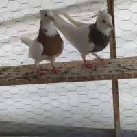 یه جفت کبوتر
