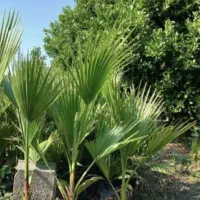 تولیدی پالم نایلکسی