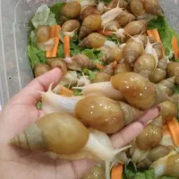 حلزون آچاتینا+خاویار حلزون