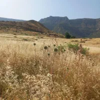 کاه/ علف خشک/ پیش