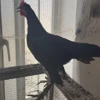 جوجه لاری اصیل ایرانی