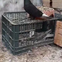 زاغ دمسفید کلاهی650