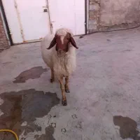 قوچ سنجابی