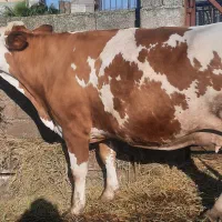 گاو سمینتال شیری اصل