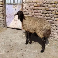 میش‌و‌بز‌جوان