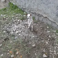 سگ پا کوتا ۷ سال