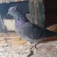 کبوتر پرشی