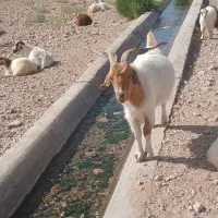 دو عدد نری