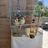 عروس هلندی
