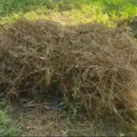 علف علوفه گوسفندی