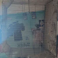درهم