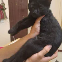 واگذاری بچه‌گربه DSH نر