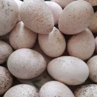 ۶۰ عدد تخم بوقلمون تازه و سالم