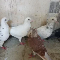 کفتر