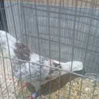 کبوتر سرور هما