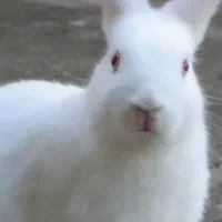 خرگوش